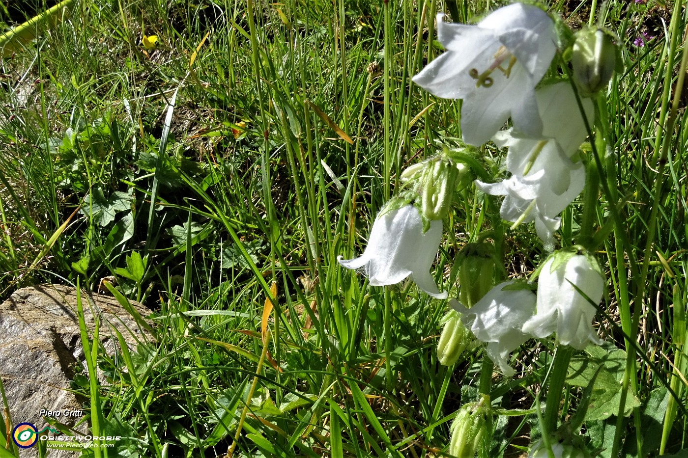 18 Campanula percifoglia (Alba Coronata) .JPG